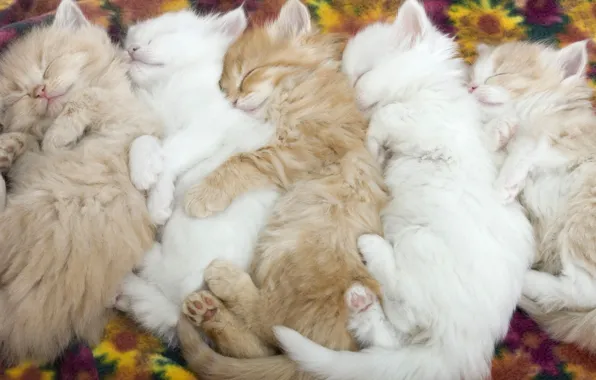 Picture animals, tenderness, kittens, kids, sleeping kittens