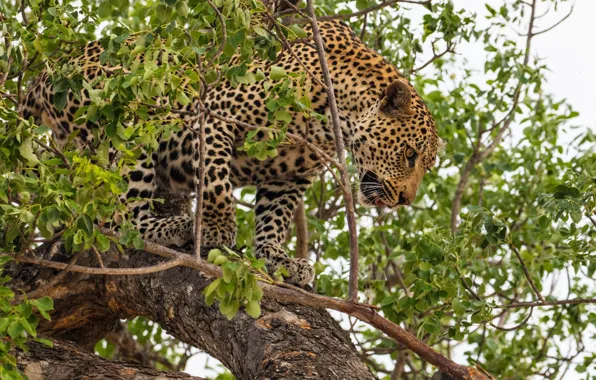 Picture predator, leopard, wild cat, on the tree