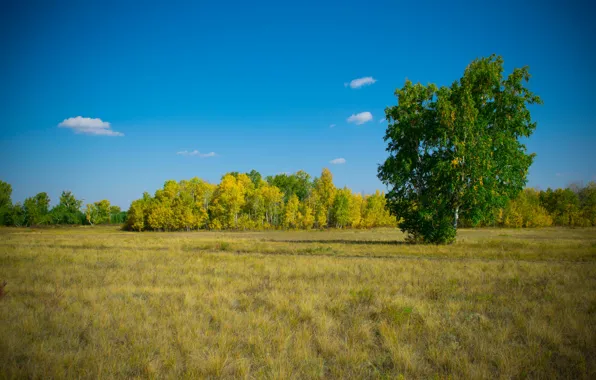 Picture autumn, forest, the sky, glade