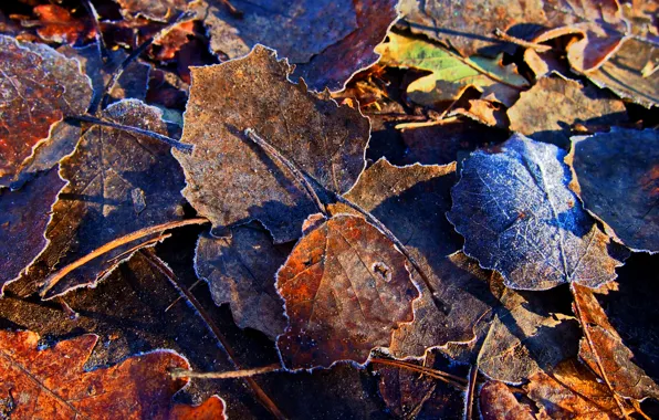 Yellow, Autumn, Leaves, Frost, Frost, Dry, Freezing, Fallen