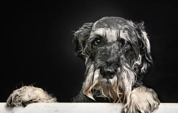 Look, each, dog, bath, doggie, Wet portrait