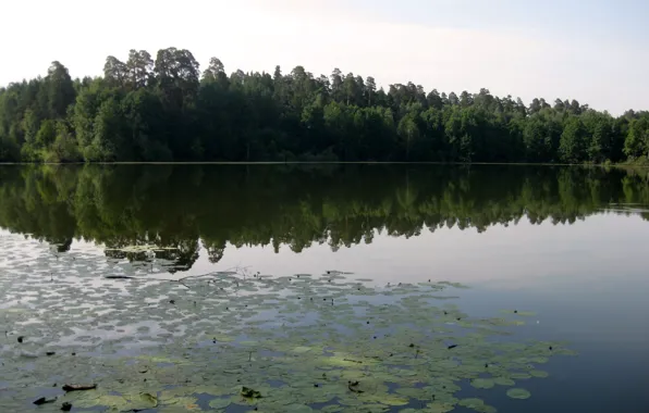 Forest, lake, water lilies