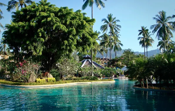 Palm trees, pool, phuket thailand