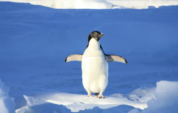 Winter, light, snow, pose, bird, the snow, shadows, penguin