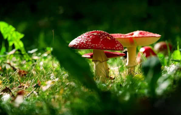 Greens, grass, leaves, light, nature, glade, mushrooms, mushroom