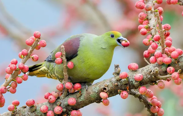 Picture trees, branches, green, berries, bird, fruit, pigeons, pink