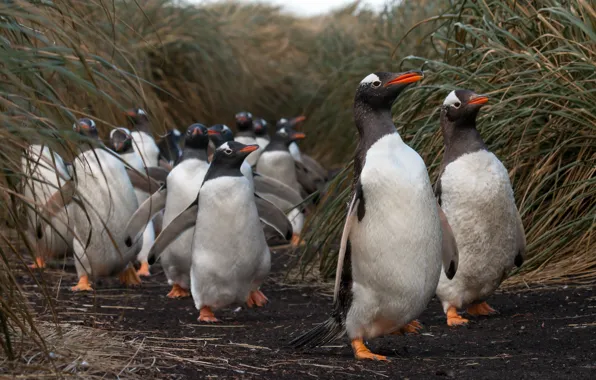 Birds, pack, penguins