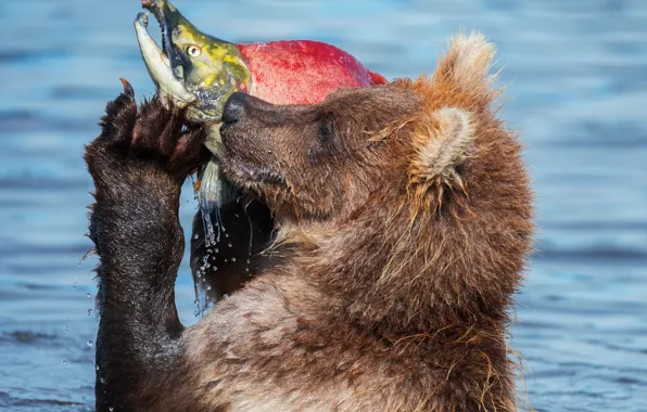 Picture drops, fish, bear, catch