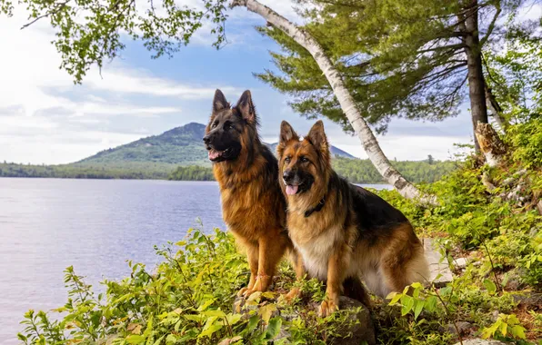 Language, dogs, trees, mountains, nature, shore, pair, pond