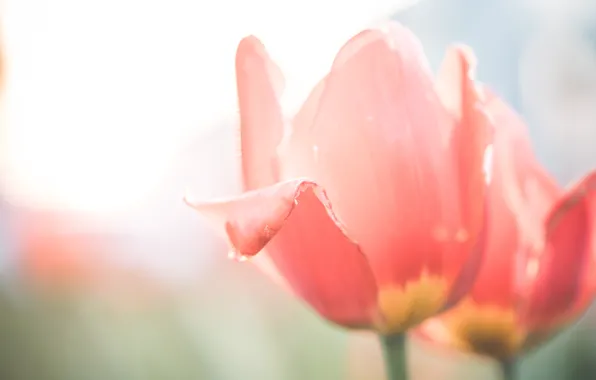 Picture flower, Tulip, petals