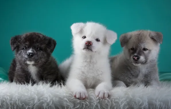 Puppies, trio, Japanese Akita