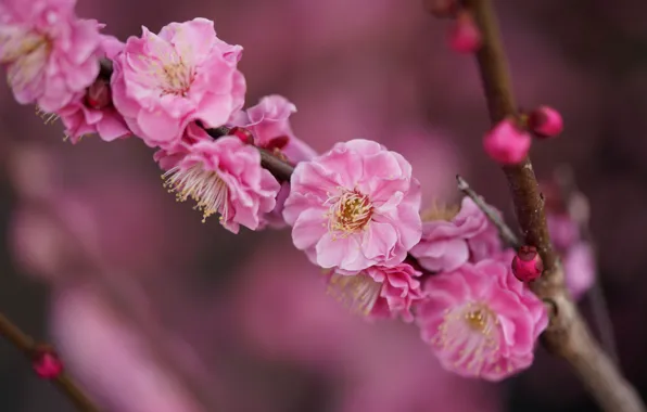 Flowers, branch, spring, Sakura, pink, flowering, blurred background