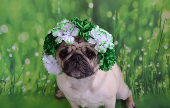 Summer, grass, look, flowers, pose, portrait, dog, green