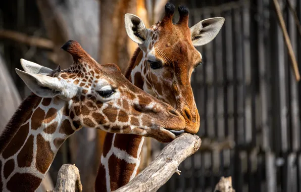 The fence, giraffe, pair, giraffes, zoo, muzzle, bitches, two giraffe