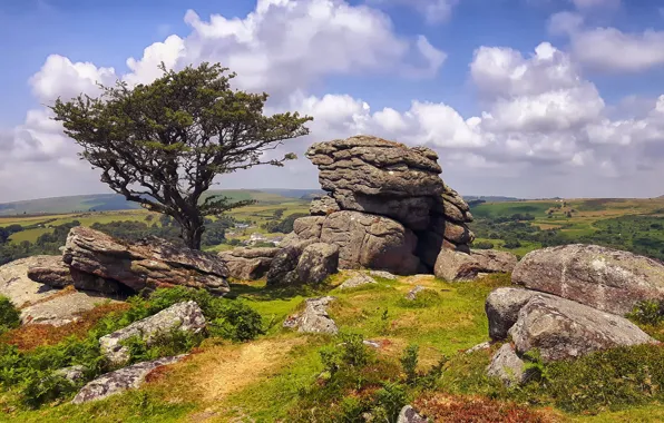 Picture stones, tree, England, Dartmoor
