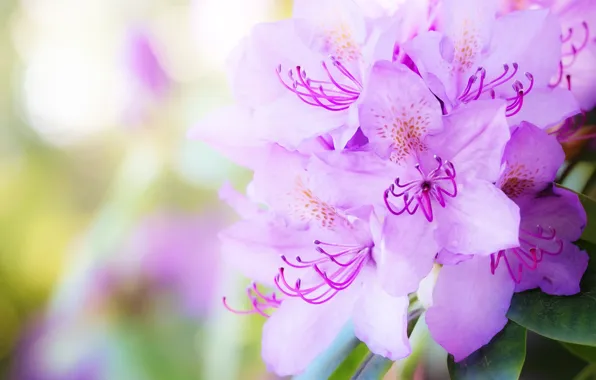 Flowers, lilac, bokeh, Azalea