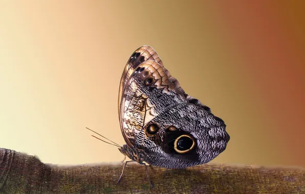 Butterfly, wings, branch, insect, beautiful, closeup, digital art