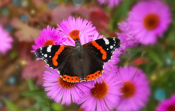 Flowers, macro, butterfly, wings, beautiful, closeup