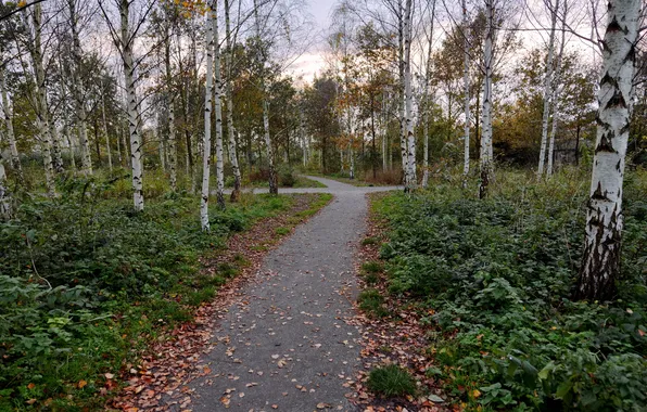 Autumn, Park, birch