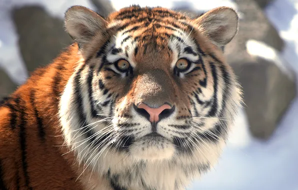 Cat, look, face, tiger, Amur