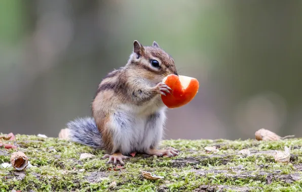 Pose, moss, Apple, Chipmunk, face, piece, meal