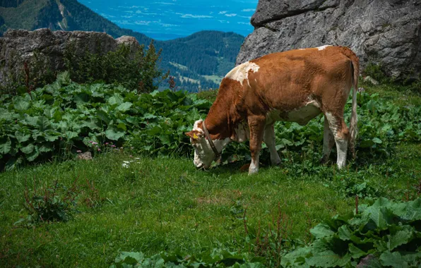 Greens, grass, leaves, mountains, nature, stones, rocks, thickets