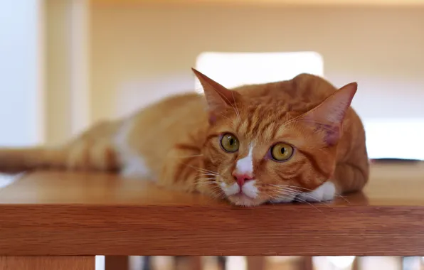 Cat, cat, look, table, portrait, red, lies, face
