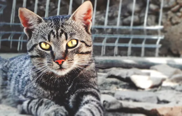 Cat, look, Cat, cat