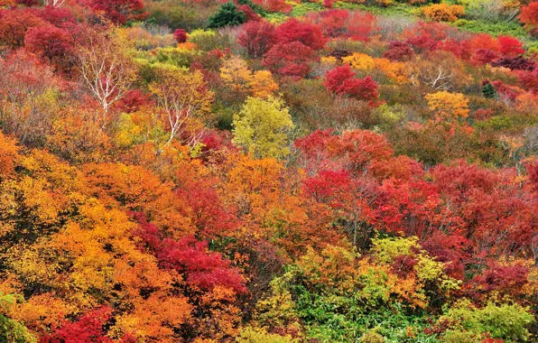 Picture autumn, forest, leaves, trees
