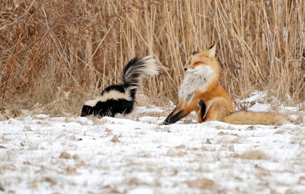 Winter, snow, the situation, Fox, reed, skunk