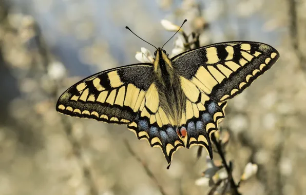 Picture butterfly, bokeh, swallowtail