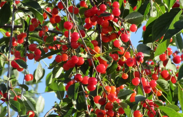 Summer, cherry, berries, 2018, June, Meduzanol ©