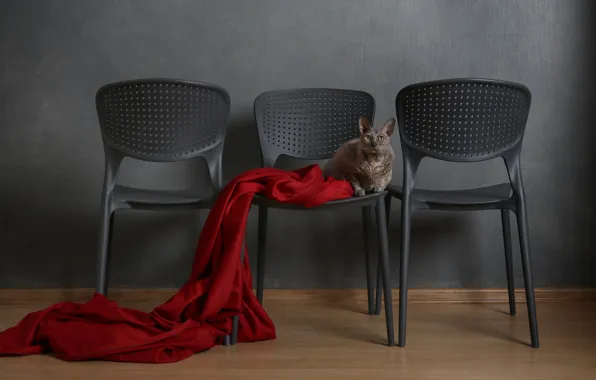 Cat, cat, pose, grey, background, room, wall, chairs
