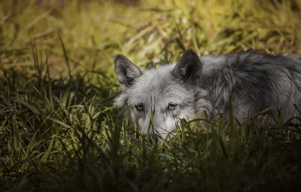 Predator, nature, animal, wolf, wildlife, portrait, portrait., Canis lupus. face