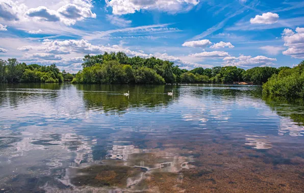 Picture the sky, the sun, clouds, trees, lake, Park, swans
