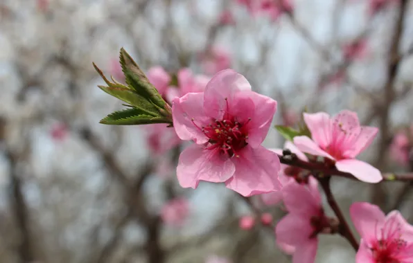 Picture trees, sprig, spring, leaves, peaches, pink flowers