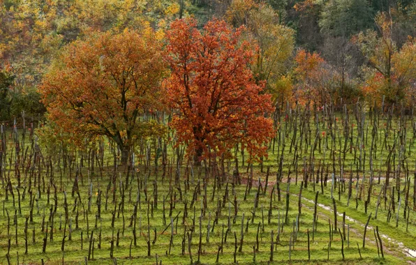 Field, autumn, trees, Nature, colors, trees, field, autumn