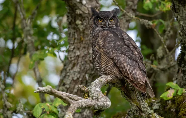 Picture look, leaves, trees, branches, owl, bird, owl