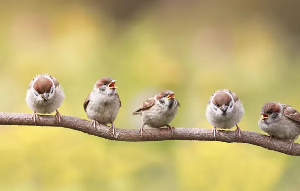 Birds, branch, Sparrow, flock, sparrows, poses