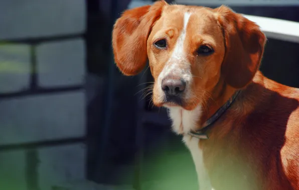 Dogs, look, each, portrait, Dog, nose, puppy, ginger