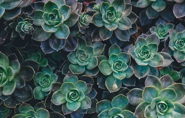 succulents wallpaper