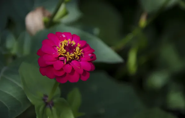 Picture greens, flower, red, zinnia