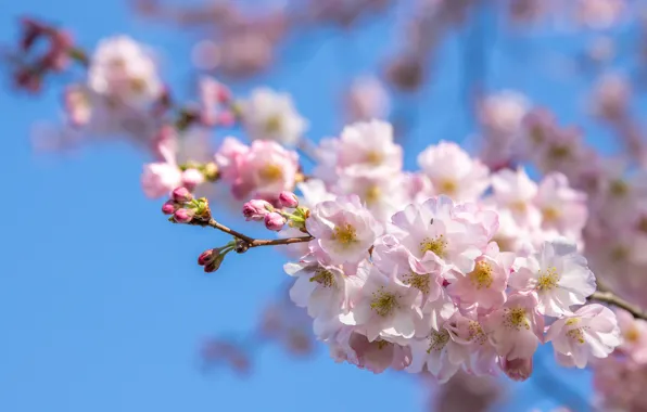 Picture the sky, light, flowers, branches, spring, Sakura, pink, flowering