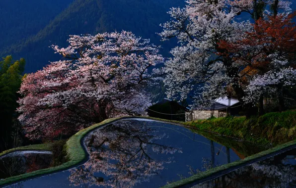 Picture trees, flowers, pool, Japan, Sakura
