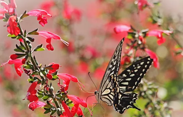 Macro, flowers, butterfly, plant, wings