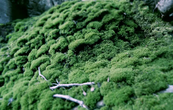 Picture greens, branches, moss