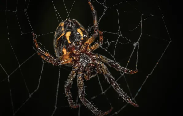 Macro, Spider, Web, Spider, Insect, Macro, Insect, Close-Up