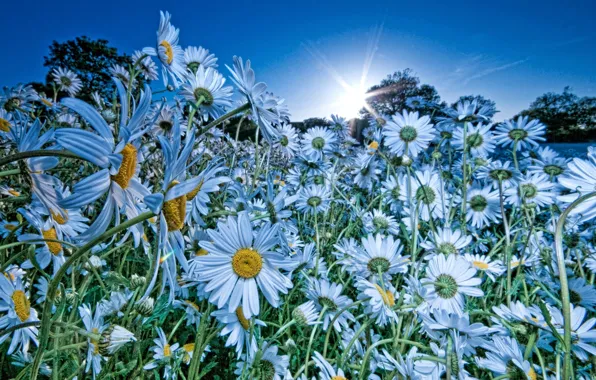 Field, the sky, the sun, flowers, nature, chamomile, blue color