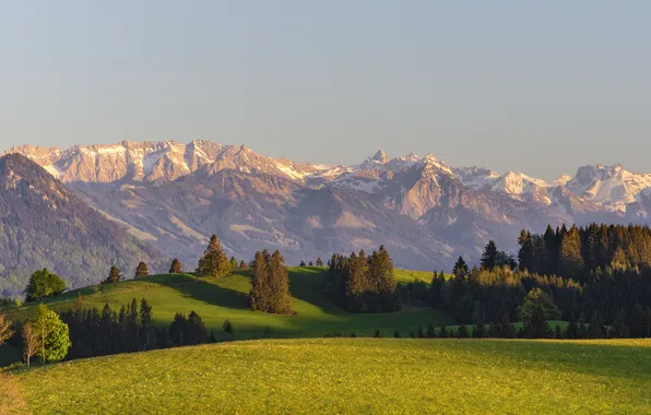 Picture grass, trees, background, mountains, angle, shot, meadow, covered