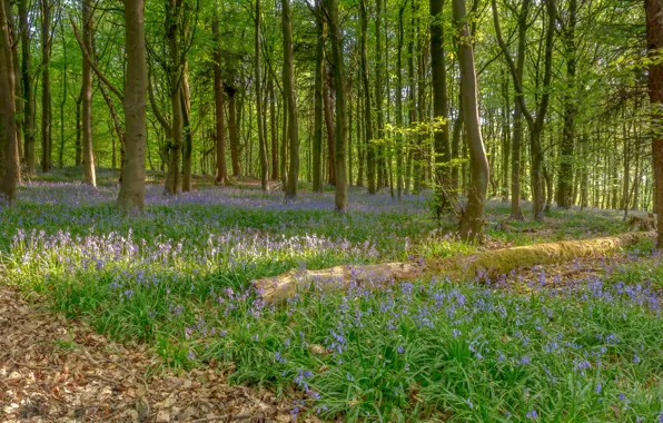 Picture forest, summer, grass, leaves, trees, flowers, bells, Dry